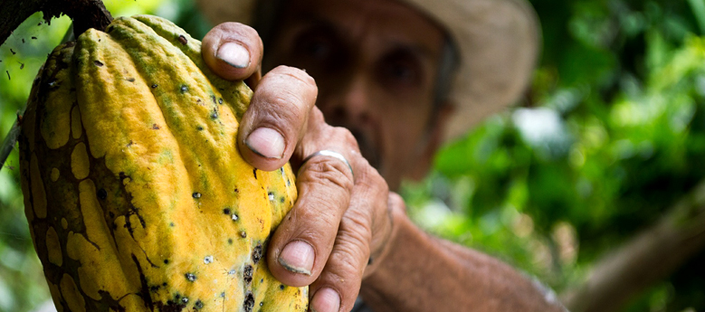 Image for Sur quelle arbre pousse le cacao ?